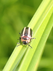 Calligrapha californica