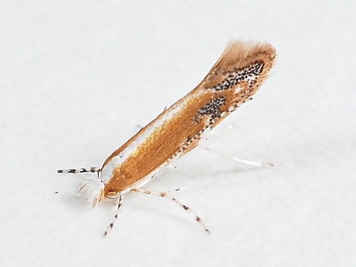 Cameraria ulmella (Chambers, 1871)