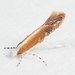 Elm Leafminer - Photo (c) Kimberlie Sasan, some rights reserved (CC BY-ND), uploaded by Kimberlie Sasan