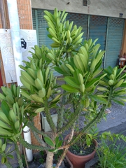 Euphorbia antiquorum