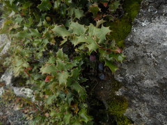 Berberis alpina