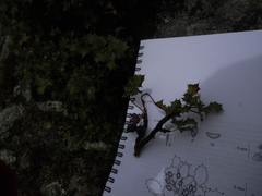 Berberis alpina