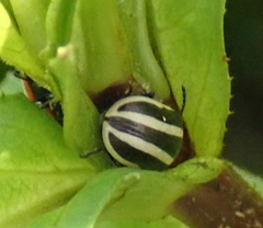 Calligrapha californica