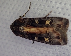 Actebia fennica