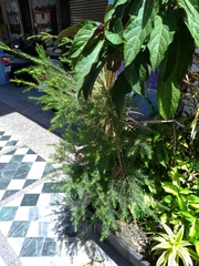 Melaleuca alternifolia