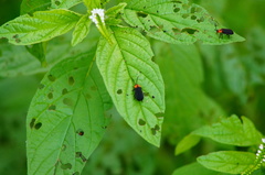 Schematiza collaris