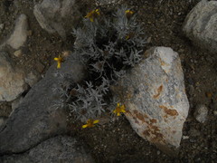 Senecio mairetianus