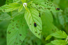 Schematiza collaris