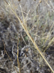 Stipa capillata