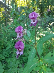 Impatiens glandulifera