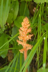 Orobanche flava