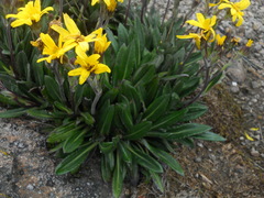 Robinsonecio gerberifolius