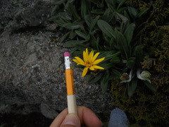 Robinsonecio gerberifolius