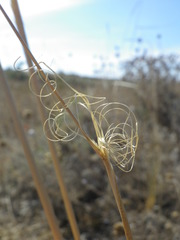 Stipa capillata