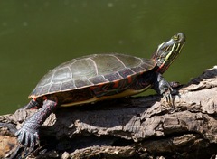 Painted Turtle