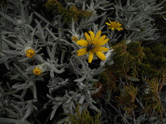 Senecio mairetianus