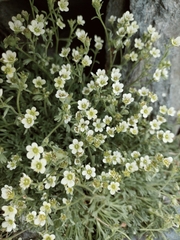 Saxifraga