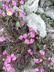 Pedicularis kerneri