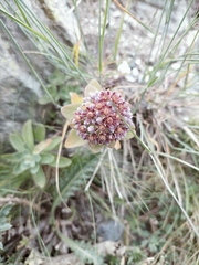 Hylotelephium anacampseros