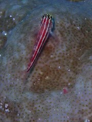 Helcogramma striata