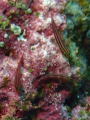 Helcogramma striata