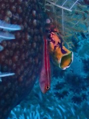 Helcogramma striata