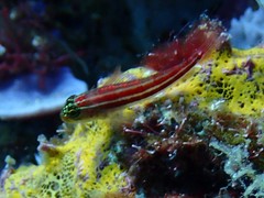 Helcogramma striata