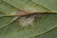 Podosphaera macularis