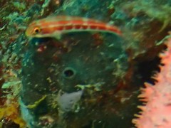 Helcogramma striata
