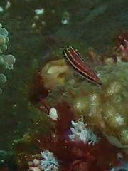 Helcogramma striata