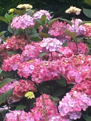 Hydrangea