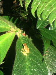 Dendropsophus bifurcus