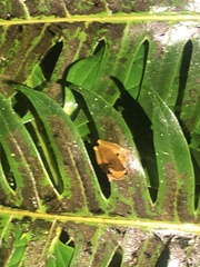 Dendropsophus bifurcus
