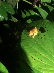 Dendropsophus bifurcus