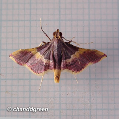 Endotricha mesenterialis