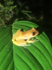 Rio Coca Robber Frog photo 4