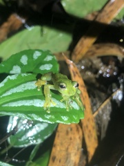 Rulyrana flavopunctata