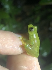 Rulyrana flavopunctata