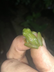 Rulyrana flavopunctata