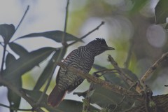 Thamnophilus palliatus