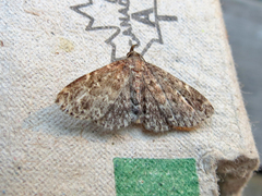 Idia scobialis