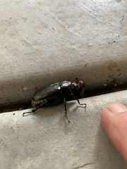 Osmoderma eremicola