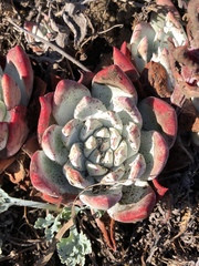 Dudleya farinosa