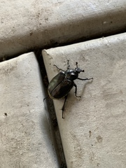 Osmoderma eremicola