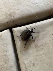 Osmoderma eremicola