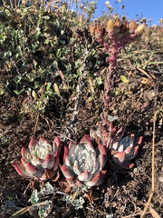 Dudleya farinosa