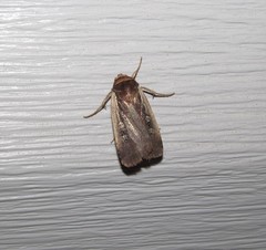 Ochropleura
