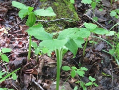Arisaema triphyllum
