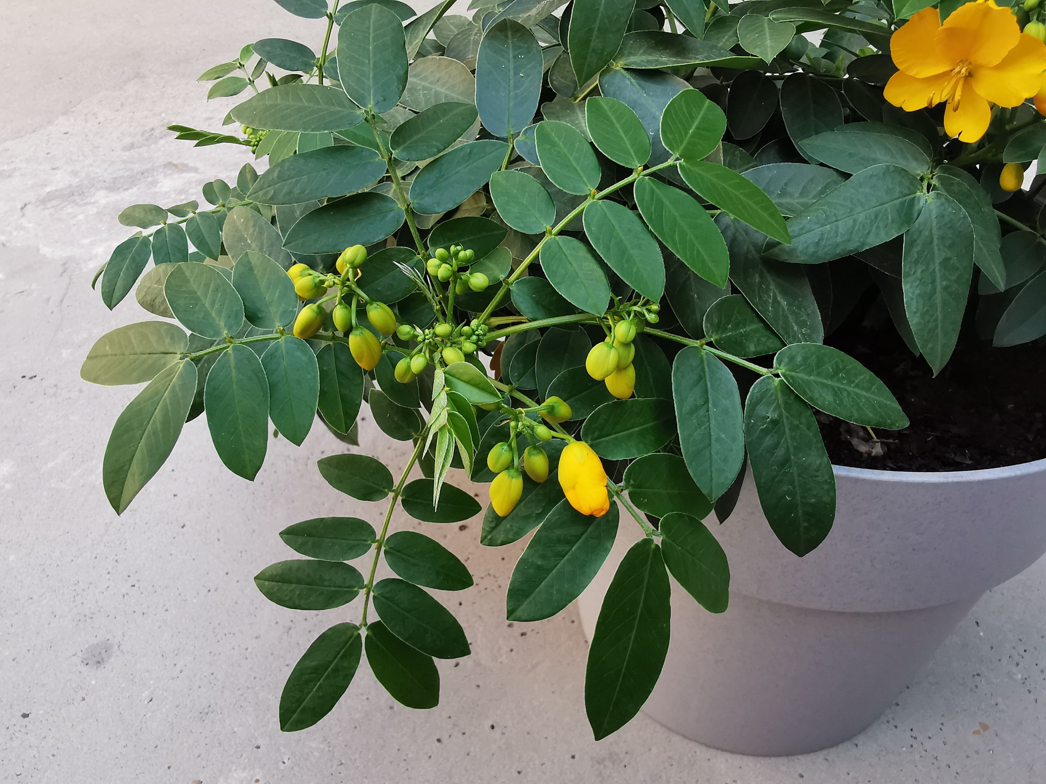 Senna X floribunda