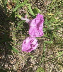 Ipomoea sagittata